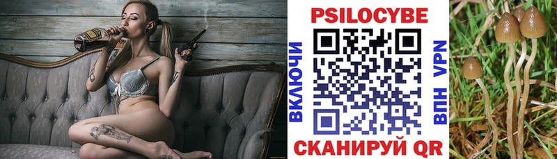 где продают наркотики  Питкяранта  Псилоцибиновые грибы Psilocybe 